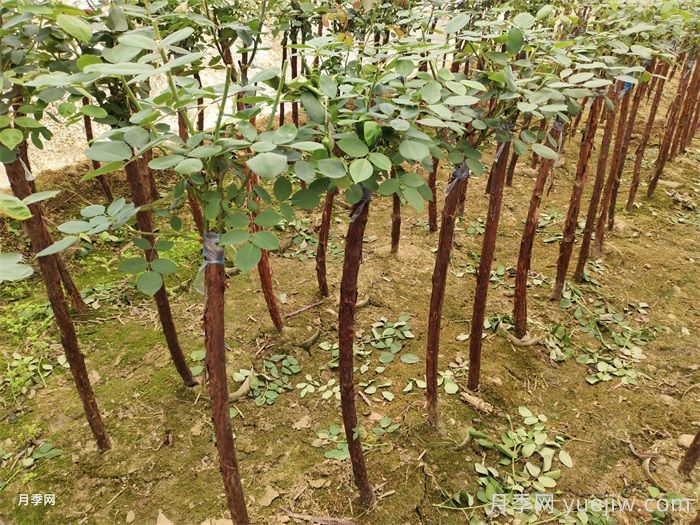 树状月季嫁接修剪技术(图2)