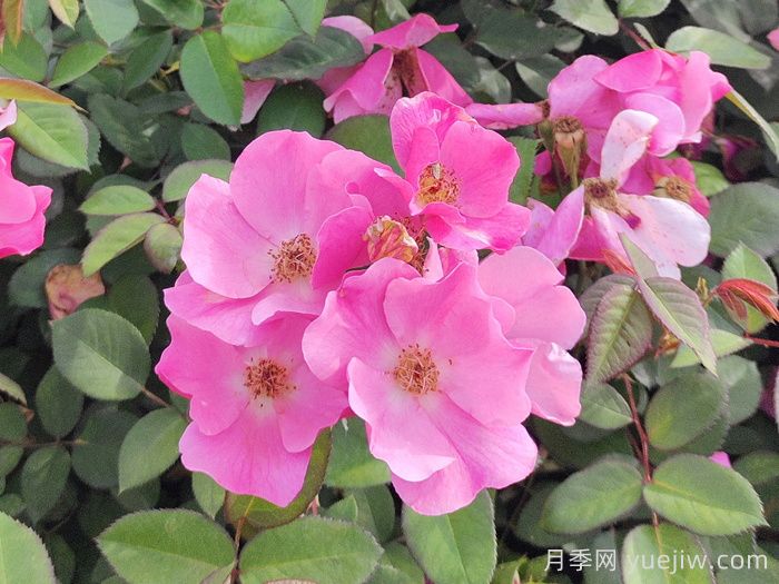 月季花的水插繁殖(图1)