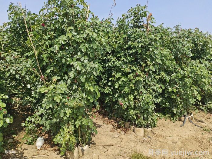 马上就是秋花，月季还没叶子怎么办？(图1)