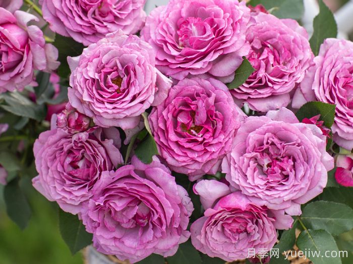 点红梅月季(图2)