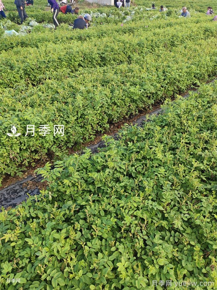 10万株四季玫瑰杯苗丛南阳运往甘肃张掖(图4)