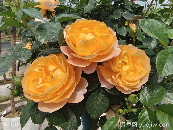 皮实好看的二个月季花，不怕雨淋日晒(图1)