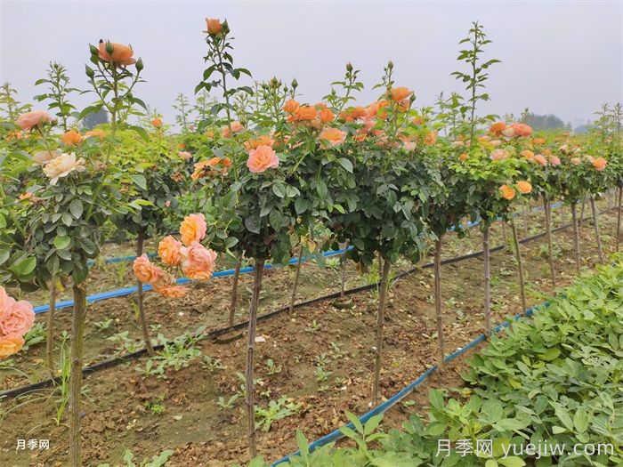 皮实好看的二个月季花，不怕雨淋日晒(图2)