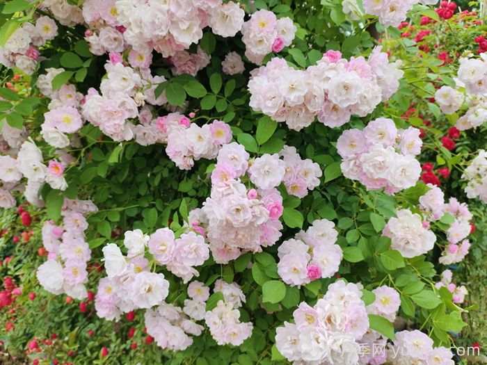 盐城大丰:蔷薇花开,上演浪漫时间(图1) 盐城大丰:蔷薇花开,上演浪漫时间(图1)