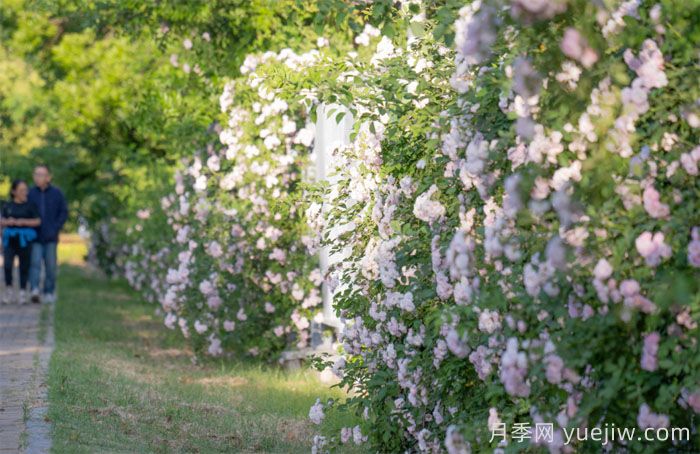 盐城大丰:蔷薇花开,上演浪漫时间(图2) 盐城大丰:蔷薇花开,上演浪漫时间(图3)
