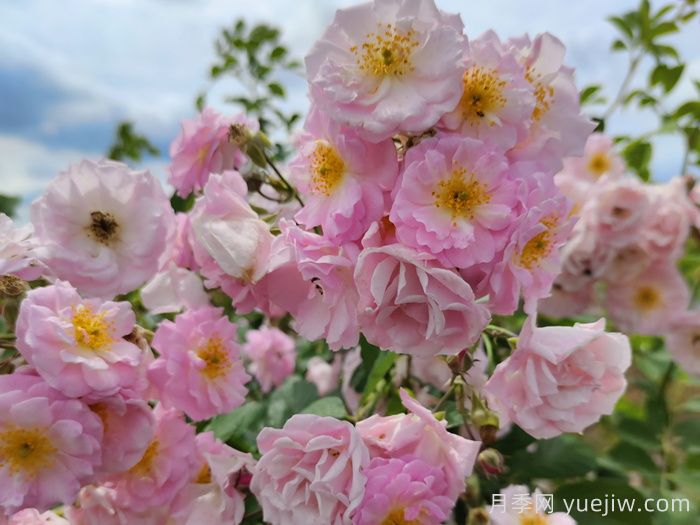 盐城大丰:蔷薇花开,上演浪漫时间(图2) 盐城大丰:蔷薇花开,上演浪漫时间(图2)