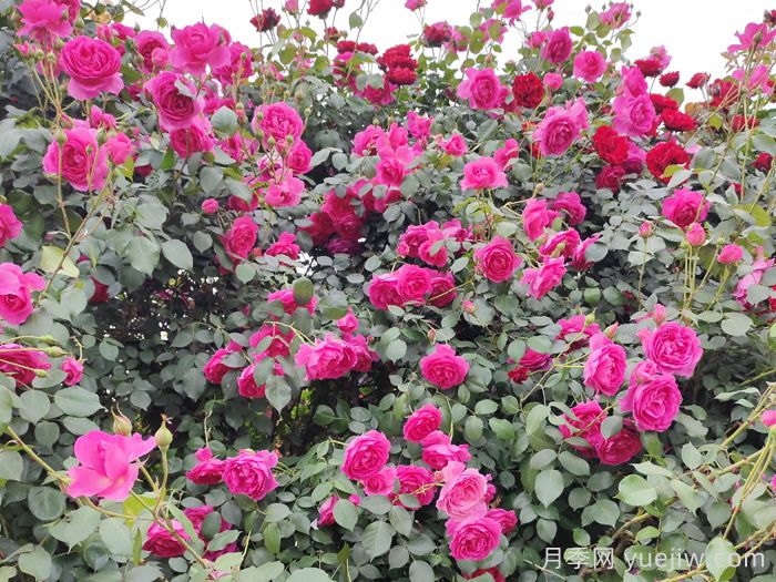 大型藤本月季花就选这10种，轻松打造月季花墙(图2)