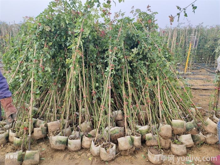 秋季，很多月季主杆没有叶子，怎么办？(图1)