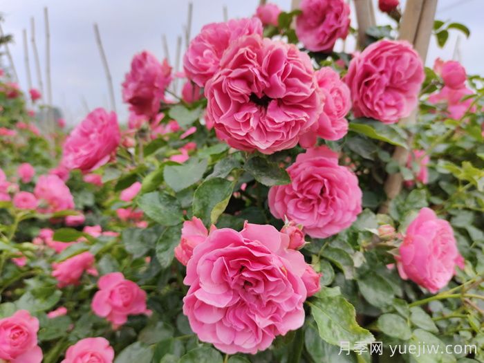 不怕暴雨的月季品种哟哪些?推荐6个(图1) 不怕暴雨的月季品种有哪些?推荐6个(图1)