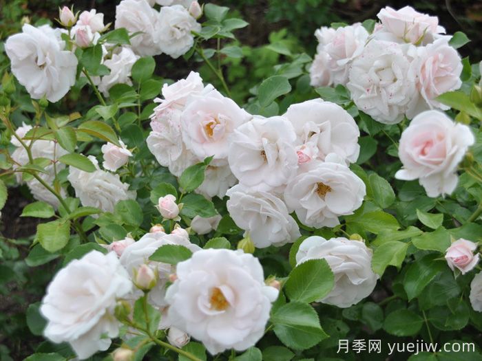 不怕暴雨的月季品种哟哪些?推荐6个(图2) 不怕暴雨的月季品种有哪些?推荐6个(图2)