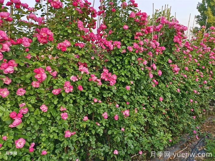 不怕暴雨的月季品种哟哪些?推荐6个(图3) 不怕暴雨的月季品种有哪些?推荐6个(图3)