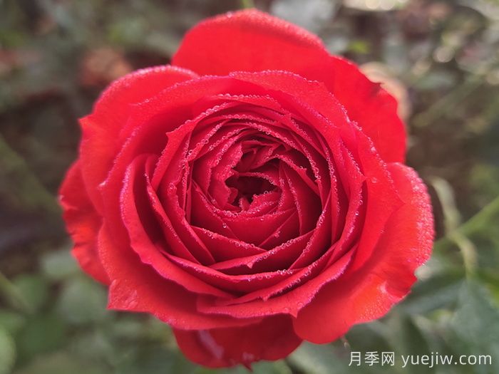 推荐10款红色灌木月季品种，花型香味抗病都优秀(图1)