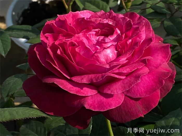 推荐10款红色灌木月季品种，花型香味抗病都优秀(图3)