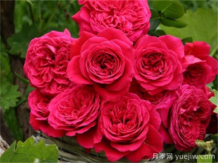 推荐10款红色灌木月季品种，花型香味抗病都优秀(图4)