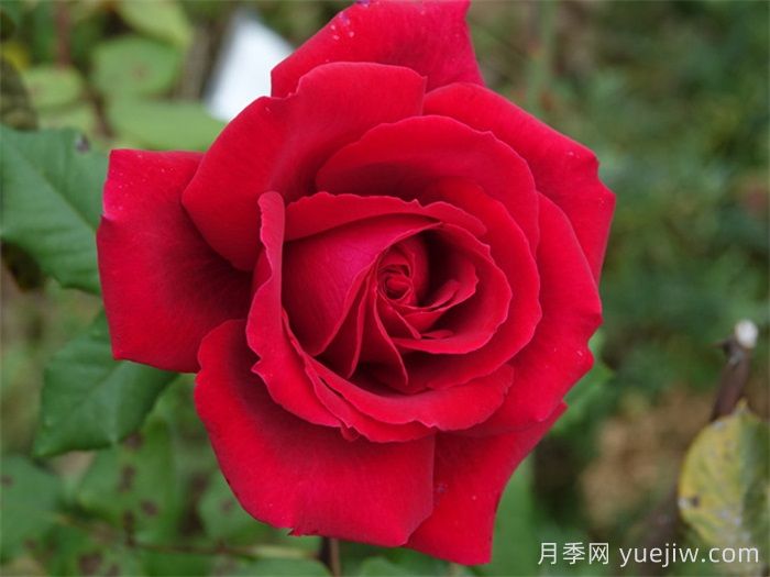 推荐10款红色灌木月季品种，花型香味抗病都优秀(图6)