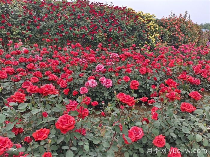 走进属于月季的专属世界，美好盛开(图2)