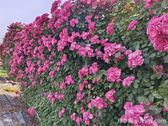 6大网红月季花墙,打造莫奈花园(图1) 6大网红月季花墙,打造莫奈花园(图1)