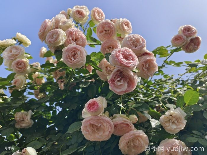 6大网红月季花墙,打造莫奈花园(图2) 6大网红月季花墙,打造莫奈花园(图2)