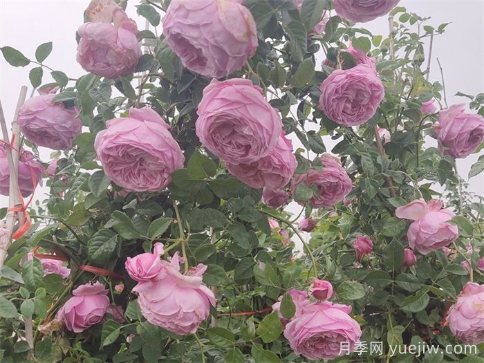 6大网红月季花墙,打造莫奈花园(图3) 6大网红月季花墙,打造莫奈花园(图3)