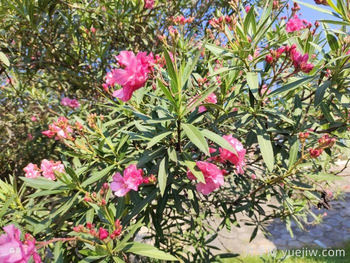 夹竹桃可以扦插繁殖吗(图1) 夹竹桃可以扦插繁殖吗(图1)