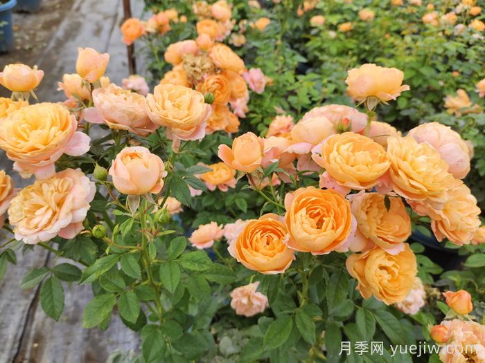 分享8款高颜值神仙月季，花开不断低养护(图4)