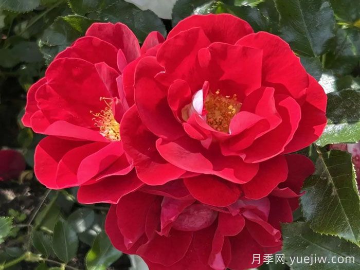 卡拉乔月季/卡拉奇月季(图2) 卡拉乔月季/卡拉奇月季(图2)