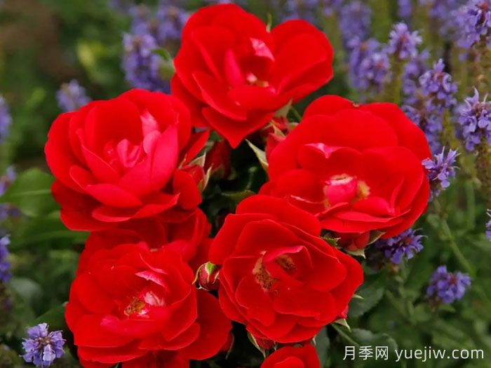 卡拉乔月季/卡拉奇月季(图3) 卡拉乔月季/卡拉奇月季(图3)