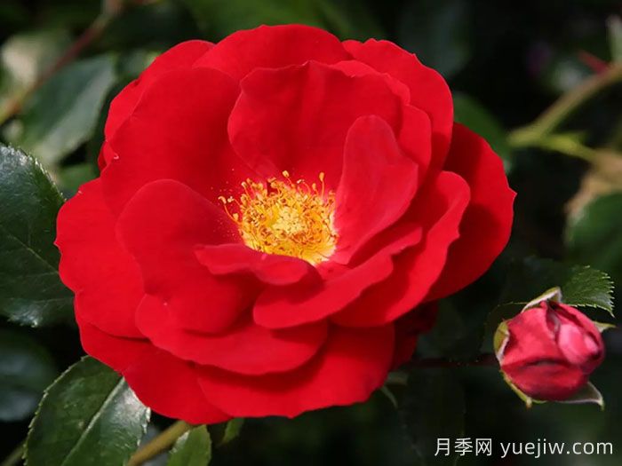 卡拉乔月季/卡拉奇月季(图1) 卡拉乔月季/卡拉奇月季(图1)