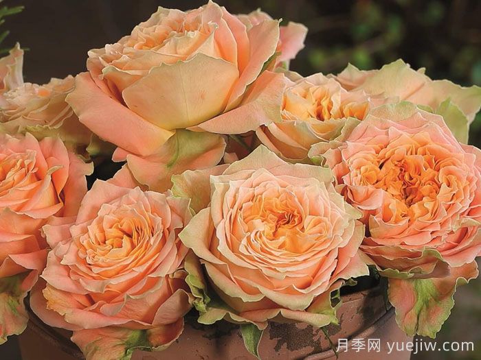 乡村路易斯月季(图2)