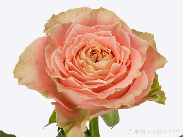 乡村路易斯月季(图1)