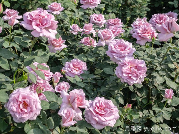 轻烟月季(图3)