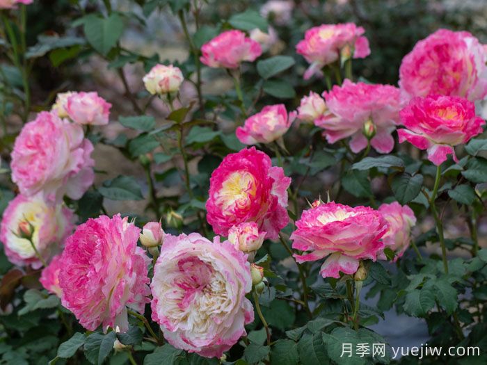 点唇月季(图3)