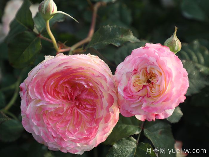 点唇月季(图4)