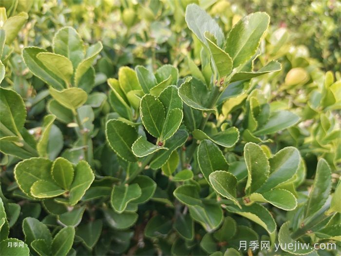 大叶黄杨球的园林景观价值和应用(图1)