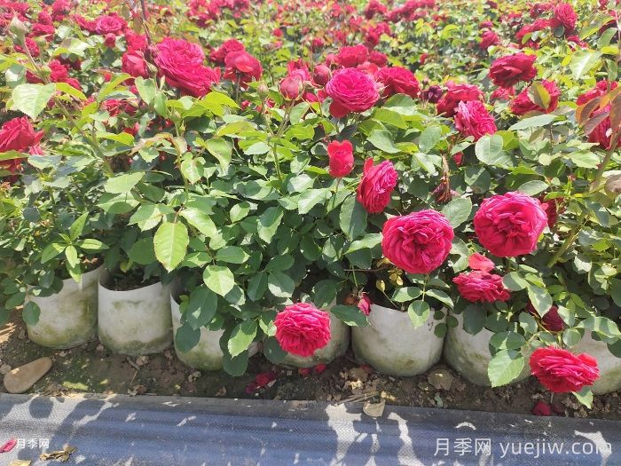 盆栽月季和地栽月季相比，哪种种植方式更耐旱？(图1)