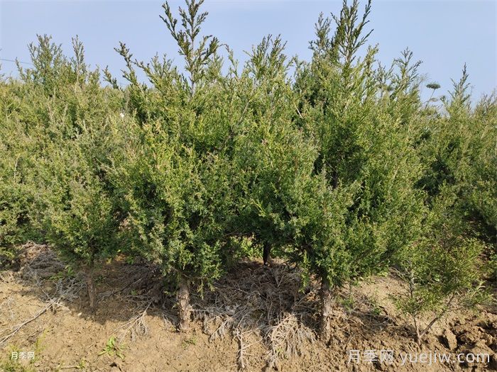 园林植物灌溉技术标准(图1)