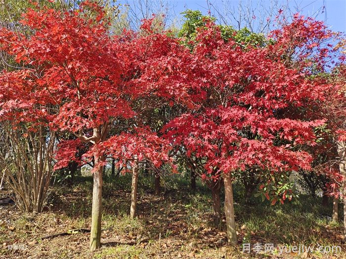 鸡爪槭和红枫的区别，叶片、枝干、花果期(图3)