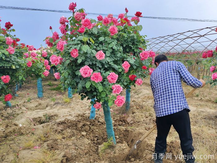 树状月季移栽怎样不垮土？(图1)