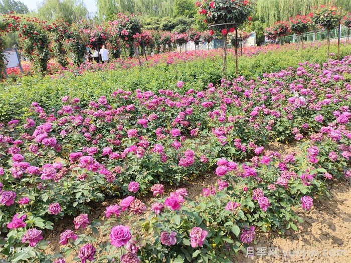 月季花在市政园林的无限可能(图1)