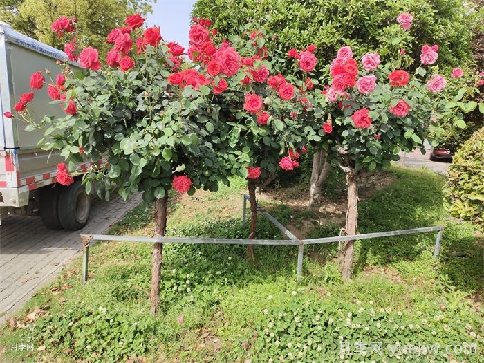 月季花在市政园林的无限可能(图2)