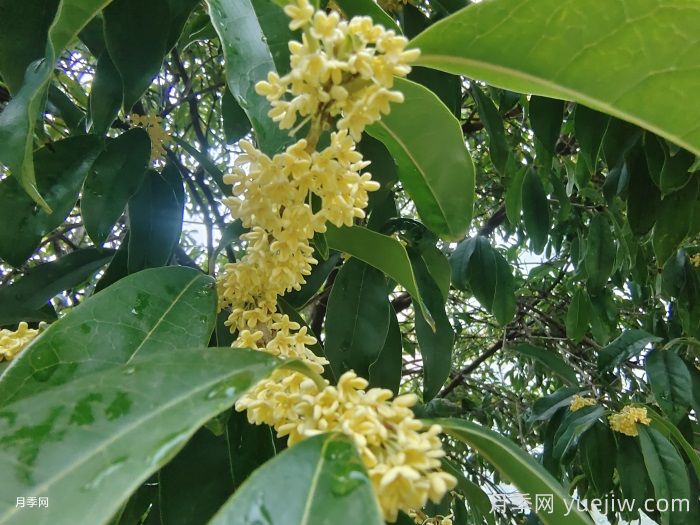桂花花语(图1)