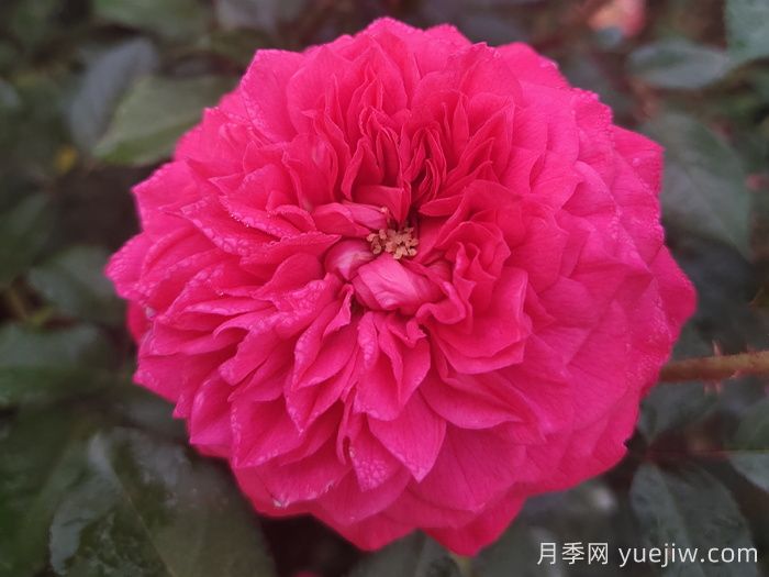 100种月季玫瑰品种图鉴大全，你认识多少个？(图6)