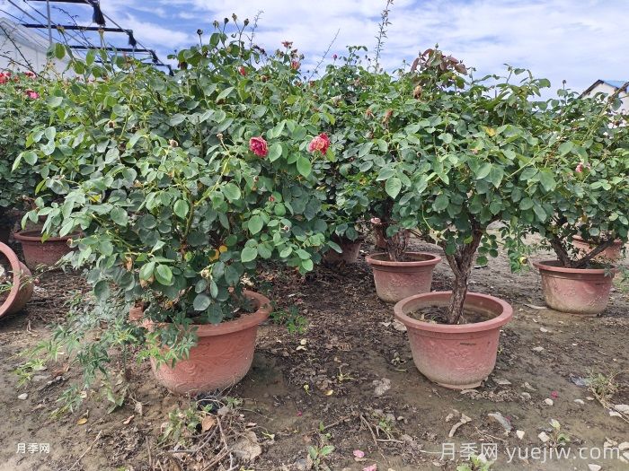 庭院种植月季冬季养护注意事项(图1)