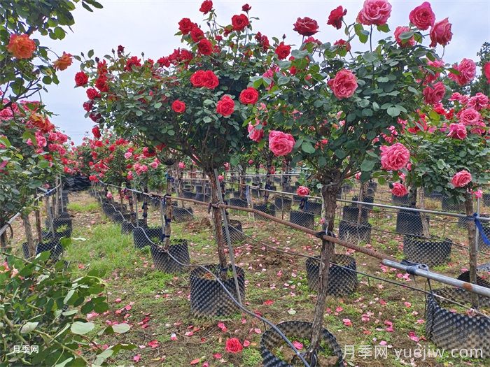 苗木价格怎么估算?看完定价八九不离十(图1) 苗木价格怎么估算?看完定价八九不离十(图1)