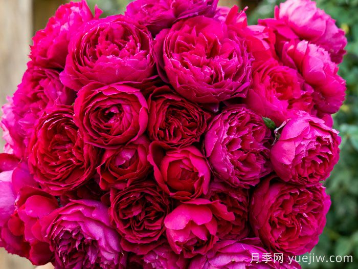 惊鸿月季(天狼)(图2)