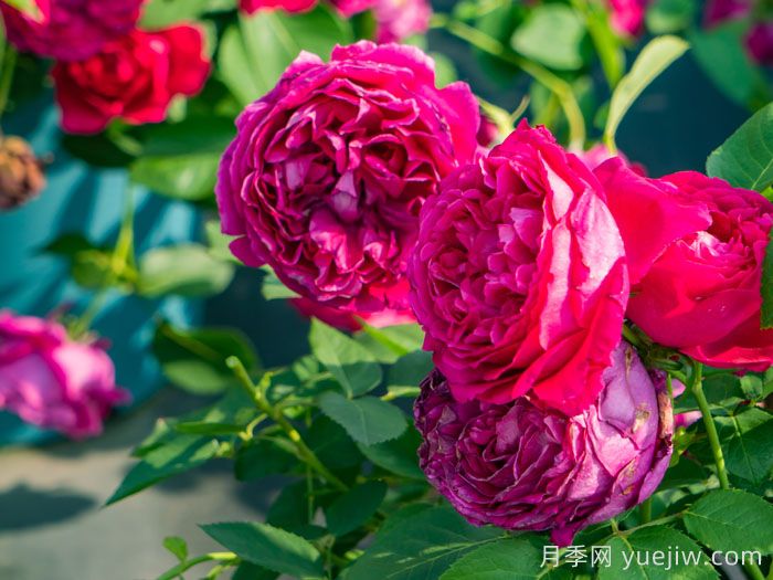 惊鸿月季(天狼)(图3)