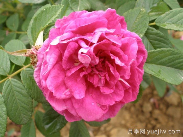 平阴玫瑰有哪些品种？(图3)