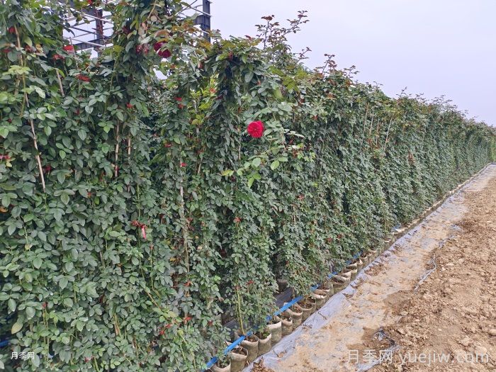 藤本月季如何优选适合自己的品种？ (图2)