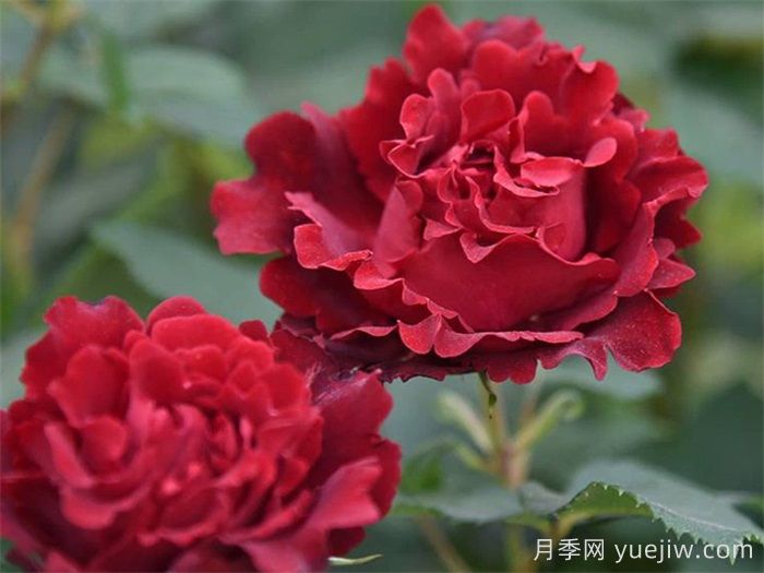 致敬芭芭拉月季/纪念芭芭拉月季(图3)