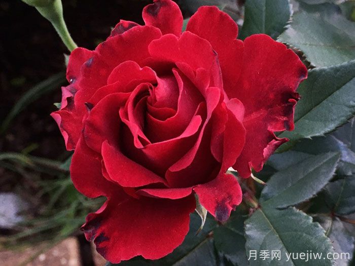 致敬芭芭拉月季/纪念芭芭拉月季(图1)